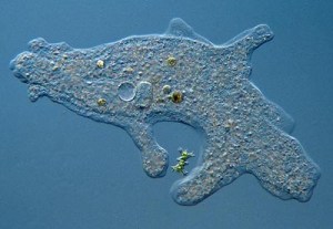 amoeba feeding