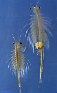 Brine shrimp