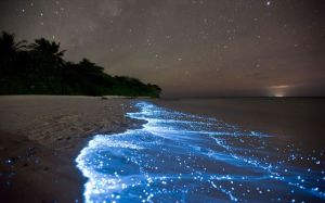 bioluminescent ostracods