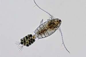 calanoid copepod female eggs