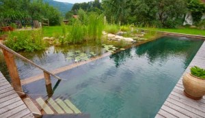 NSP-biotope pool austria
