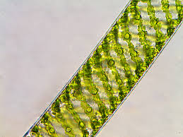 spirogyra