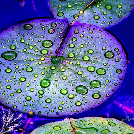 water drops on lily pad