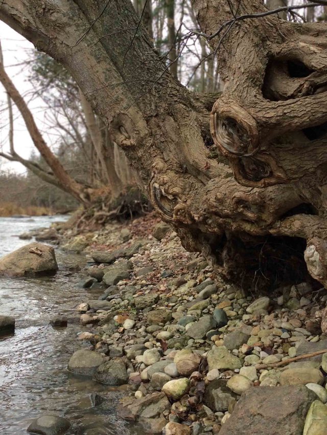 Tree maple-sugar fall-LR