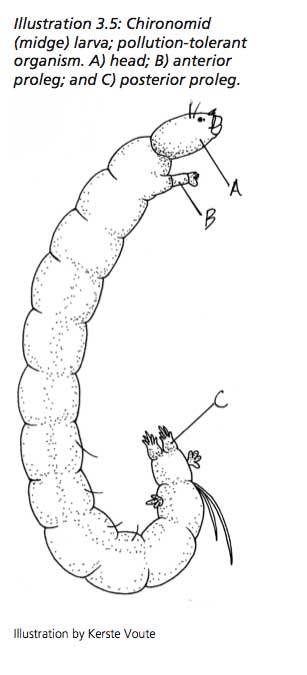 chironomid larva