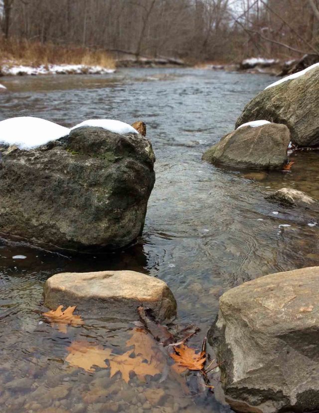 LittleRouge-oak leaves-LR