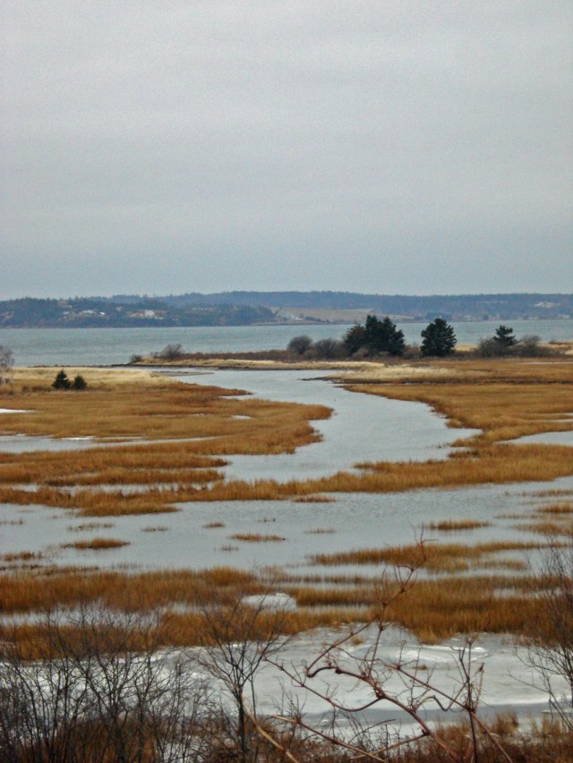 marsh south shore NS
