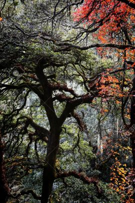 subtropical-tree-in-virgin-forest-Bhutan--Stock-Photo