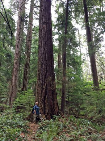 Nina looking up dougfir-LHP