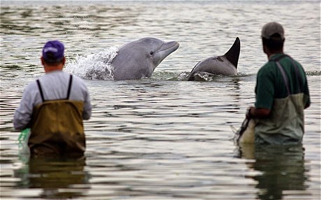 dolphins-fishermen-laguna-brazil