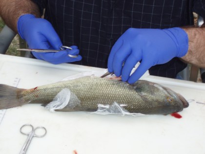 A USGS scientist dissecting a fish