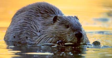 Castor canadensis: Beaver chewing on branch.  Grand Teton N.P. WY