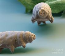 water bear010 copy