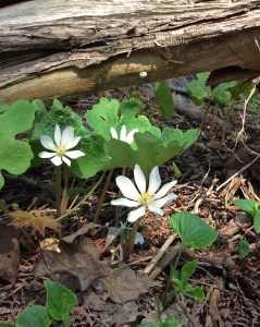 RougeRiver-bloodroot