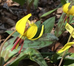 RougeRiver-trout lilyjpg