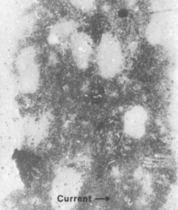 periphyton distribution on glass slide