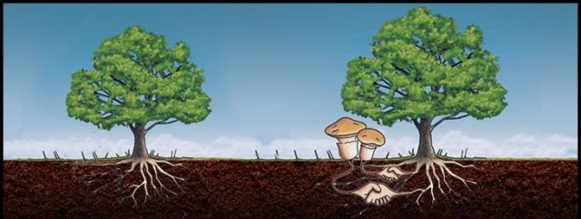 mycorrhizosphere