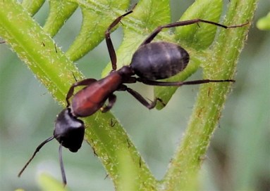 ant on bracken copy