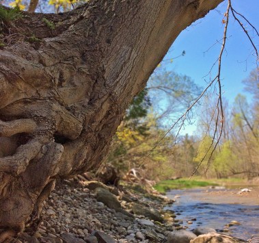 RougeRiver-Maple-close3