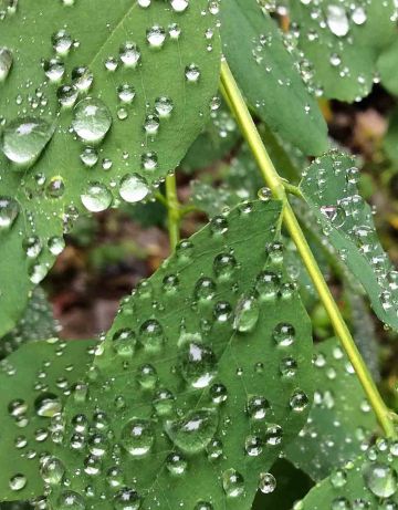 BlackLocust leaves-waterdrops
