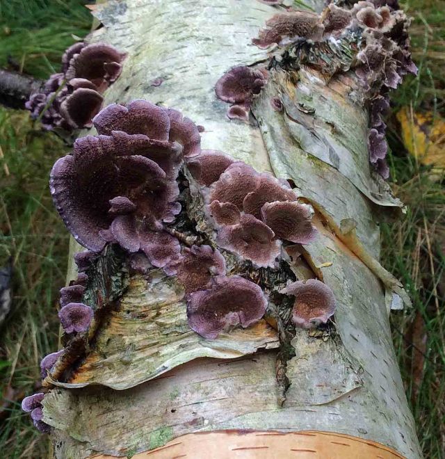Fungus on PaperBirch