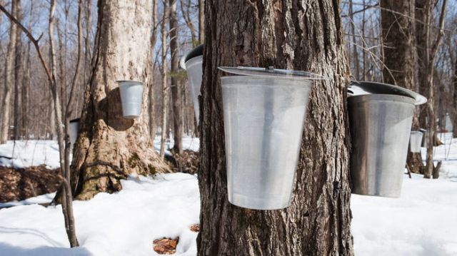 maple sap containers