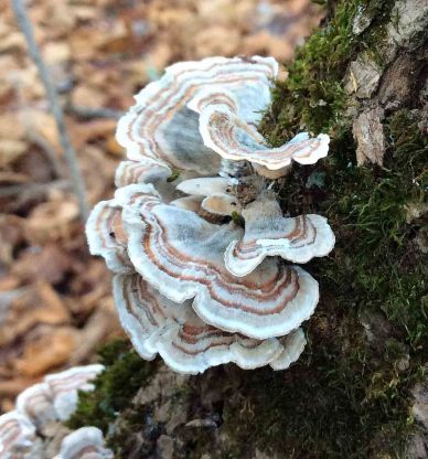 more fungus on bark