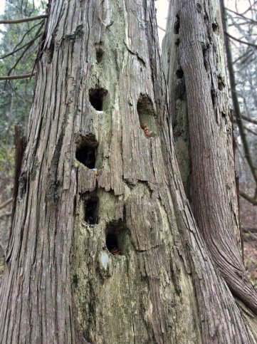 OldCedar-holes