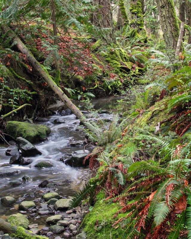 Rainforeset Stream-2012