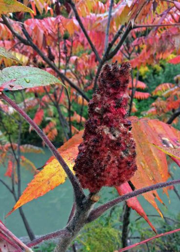 Sumac berries