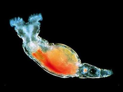 Bdelloid rotifer Philodina gregaria