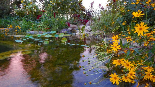 Permaculture promoting natural water filtration