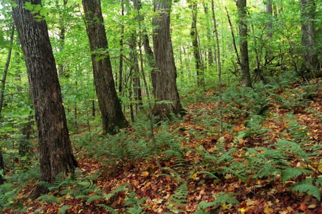 Sugar-Maple-Forest-Westchester-Tree-Life