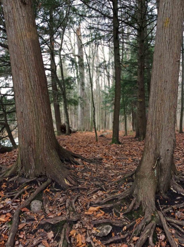 cedar trees-roots