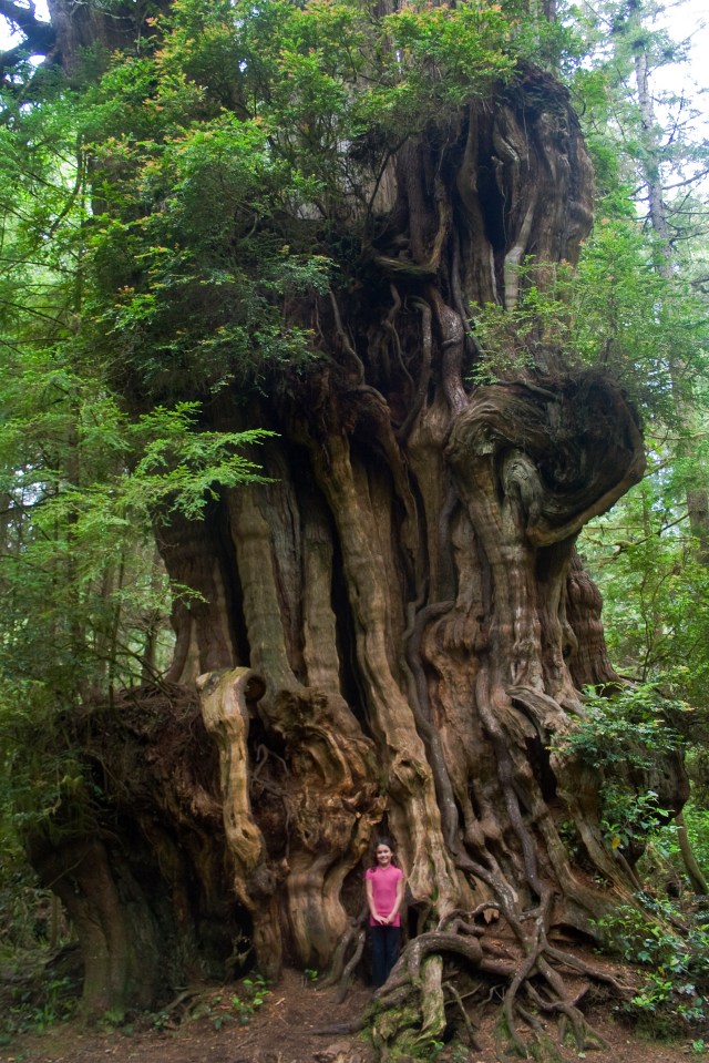 Big_Thuja_plicata_-_Olympic_National_Park