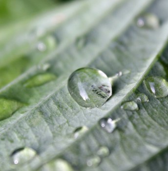 drops-ribleaf06 copy