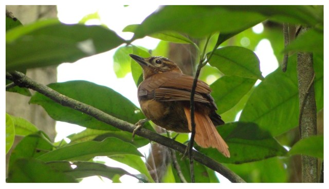 Alagoas foliage-gleaner-Brazil
