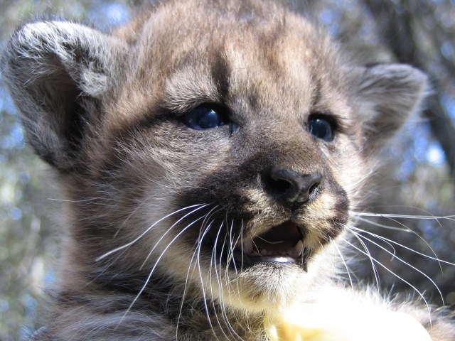 Eastern puma-kitten