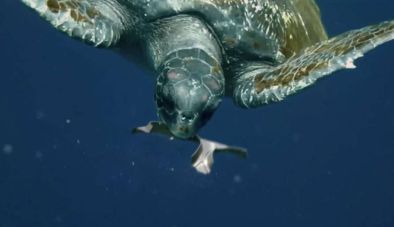 turtle eating edible ring