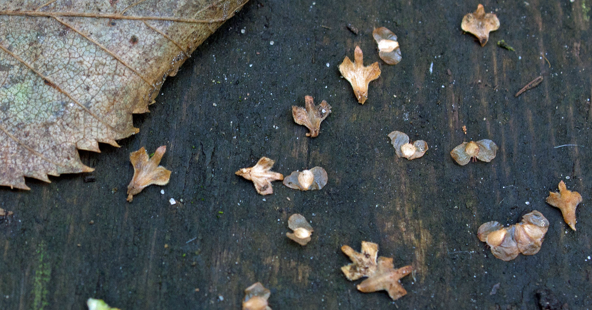 Birch seeds on boardwalk Sept TNS