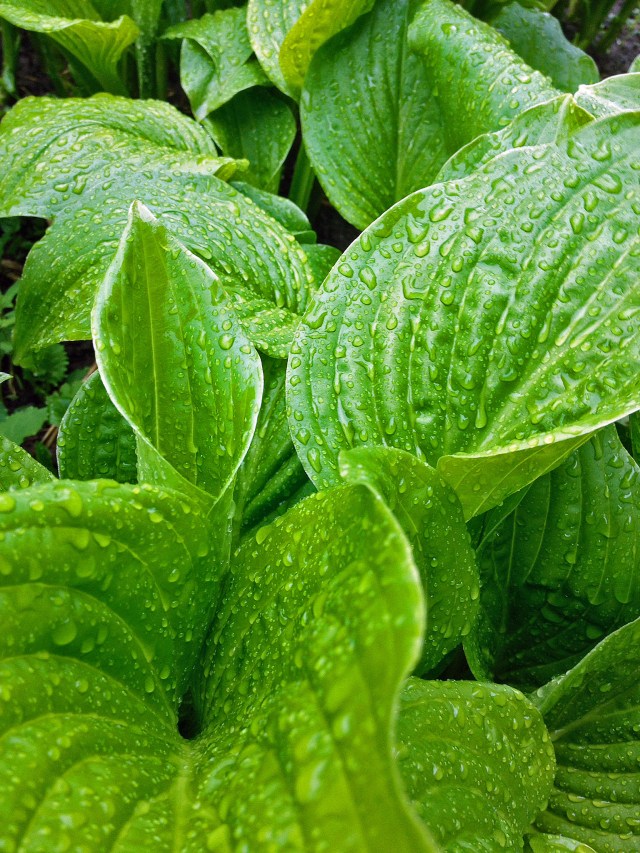 hosta-drops