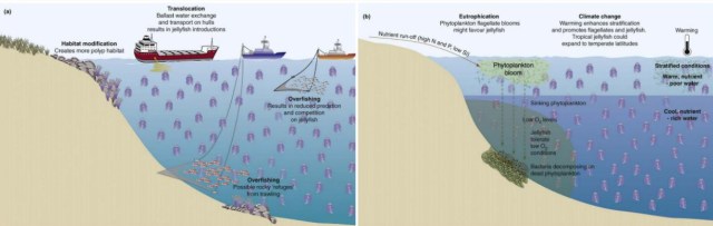 Human Effect Jellyfish