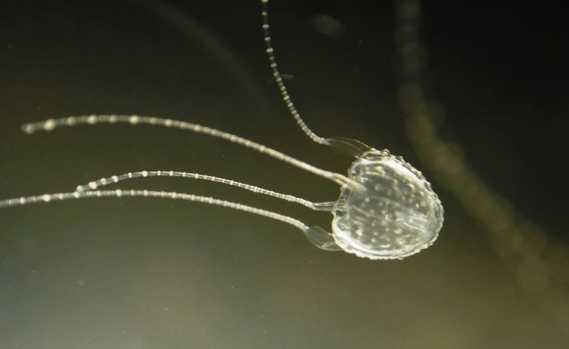Irukandji jellyfish