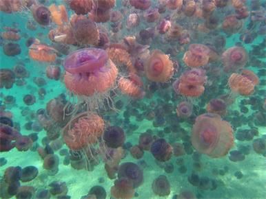 jellyfish bloom