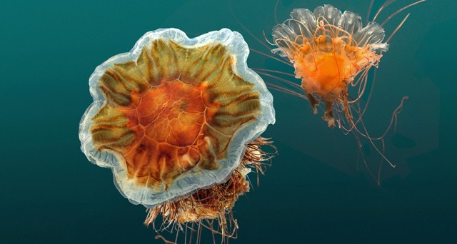 LionsMane Jellyfish