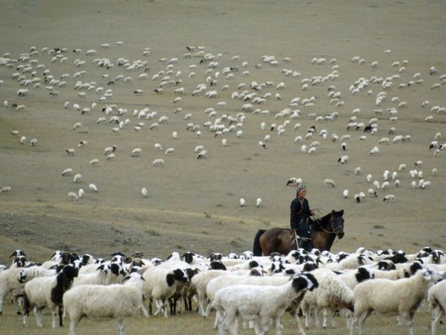 mongolian herder livestock