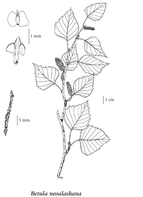 paper birch life cycle