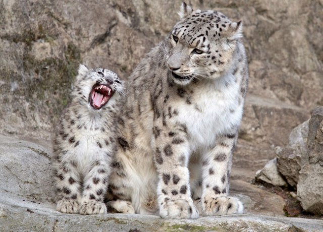 SnowLeopard Cub ROAR