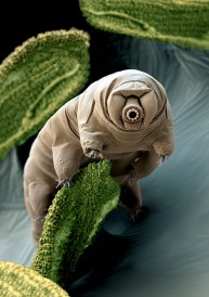 water bear03