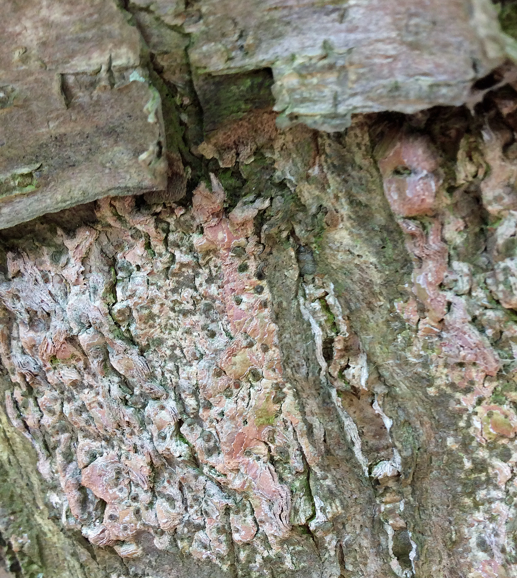 yellowbirch bark close-lichen
